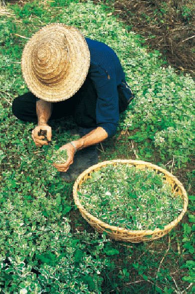ババグーリの春の草たち